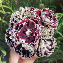 US Seller 20 Of Carnation Black And White Minstrel Flowers Dianthus Chin... - $24.99