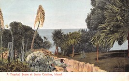 Santa Catalina California~Tropical Scene~Rieder #3508 Published Postcard 1900s - £5.01 GBP