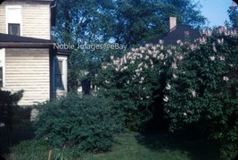 1952 Backyard Lilacs in Bloom Chicago Red-Border Kodachrome Slide - £2.76 GBP