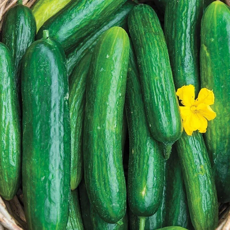 Beit Alpha Cucumber (Burpless), NON-GMO, ORGANIC, HEIRLOOM -   - $4.26