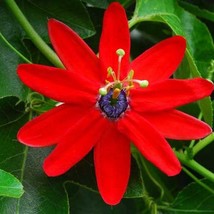 Passiflora Manicata Red Passion Flower 10 Seeds - £13.75 GBP