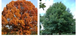 qt pot White Oak Tree (Quercus alba) Yard, Garden &amp; Outdoor Living - £35.39 GBP