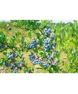 Pirtle Nursery 3648 Powder Blue Blueberry #2 Shrub, 1.5 gal. - $565.40 MXN