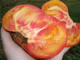 30 Big Rainbow Tomato Seeds Heirloom Organic Non GmofreshrareFrom US  - £6.58 GBP