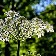 Angelica 50 Herb Seeds Native Wildflower Herbal Folk Remedy Apothecary Gift Dige - $12.28