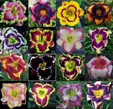 Item image 1 image 1