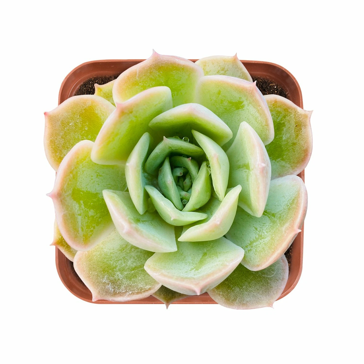 Live Fresh Echeveria cv. Onslow Succulent Plant Fully Rooted in 2 inch P... - $24.99