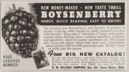 1942 Print Ad Boysenberry Berries New Taste Thrill R.M. Kellogg Three Rivers,MI - £7.68 GBP