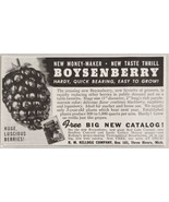 1942 Print Ad Boysenberry Berries New Taste Thrill R.M. Kellogg Three Ri... - $10.21