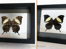 Anaea Hypna Clytemnestra Jazzy Leafwing Butterfly Entomology Double Glas... - $58.99