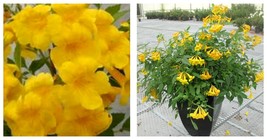 Rooted Starter Plant SUN TRUMPET TACOMA YELLOW Campsis Radicans Trumpet ... - £37.54 GBP