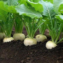 White Egg Turnip Seeds Heirloom Variety Size Packets - $11.05 CAD