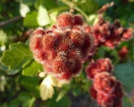 Rhus Aromatica (Fragrant Lemon Sumac) 20 seeds - $1.54