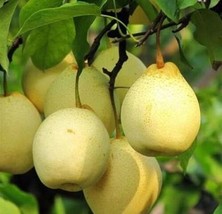 25Pear Fruit Tree SeedsCrystal PearSweet Edible  From Us - £8.33 GBP