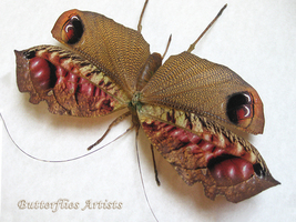 Rare Peacock Katydid Pterochroza Ocellata Female Grasshopper Entomology ... - $229.99