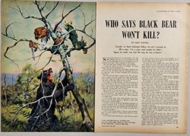 1962 Magazine Pictures Black Bear Won&#39;t Kill? Iluustrated by Matt Clark - $18.53