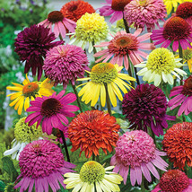 50 Double Mix Coneflower Seeds Echinacea Flower Perennial Flowers - $11.98