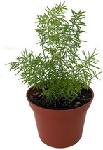 Live Plant Asparagus Densiflorus Meyerii Foxtail Fern 2.5&quot;Pot Easy Grow Indoor - £33.68 GBP