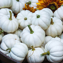 10+ Casperita White Pumpkin Seeds | White Mini Little Gourd Fall Squash - £3.04 GBP+
