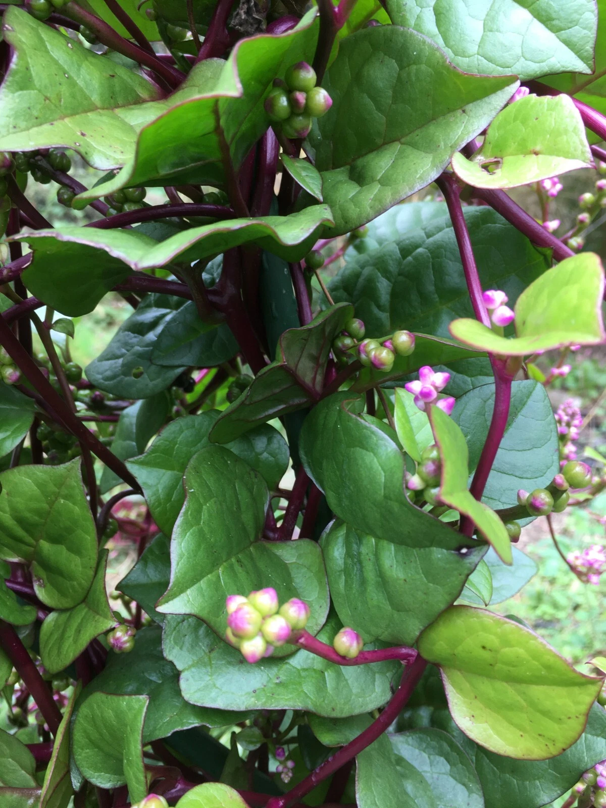 30 Red Malabar Spinach / Malabar seeds Organic   ** ** - $2.54