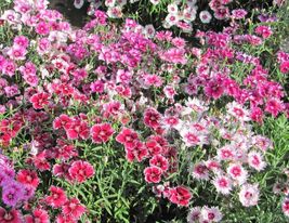 500+ Seeds SWEET WILLIAM MIX Wildflower Perennial Groundcover P.Shade/Fu... - £12.97 GBP