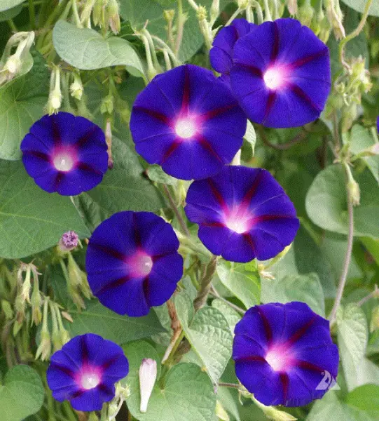 Morning Glory Rainbow Mix 25 Seeds Non Gmo Heirloom Open Pollinated Usa Garden F - £4.67 GBP