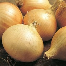 200 Walla Walla Sweet Onion Seeds    - £2.28 GBP