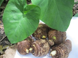 Fresh 5 Taro Root Bulbs Elephant Ear Edible Aquatic Marginal Bog Pond Live Plant - £15.89 GBP