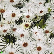 Ice Plant- Livingston Daisy- White- 100 Seeds Fresh Garden Usa Seller - $6.80