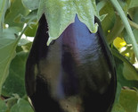 Black Beauty Eggplant Seeds 100 Vegetable Garden Culinary Cooking Fast S... - $8.99