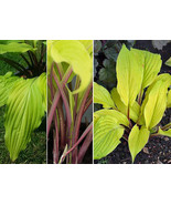 Lipstick Blonde Hosta Impossible to Overlook in the Garden 4&quot; Pot Fast S... - $48.99