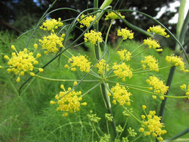 Fennel 100 Seeds Fern-Like Foliage 6&#39; Tall Yellow Flowers Licorice Flavo... - $8.88