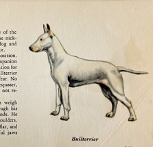 Bull Terrier White 1939 Dog Breed Art Ole Larsen Color Plate Print PCBG17 - $563.75 MXN