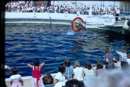 8 Vtg 1957 Amateur Shot Marineland of the Pacific 35MM Slides Dolphins Jumping - £11.98 GBP