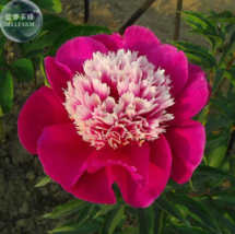 SEED Peony Dark Red 2-layer Petals Pink Ball Flower Seeds - $3.99
