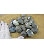 (tn-43) 1 pound natural Tagua Nut whole nuts craft Carving Dried plain u... - $51.13 CAD