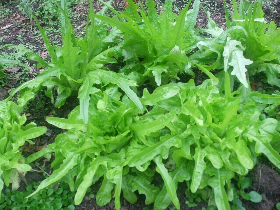 HSeeds 300 Seeds Oak Leaf Lettuce / Organically Grown / Free S/H - $2.10