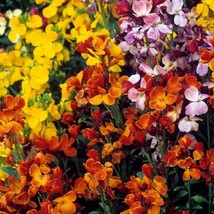 English Wallflower Seeds Erysimum Cheiri B342 Gardening Fresh USA Seller - £5.83 GBP