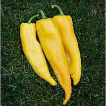 Corno Di Toro Sweet Peppers Yellow Seeds Gardening Easy Grow USA SHIPPING - £4.42 GBP