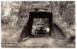 RPPC Postcard Drive Thru Tree Chandelier The Redwood Hwy Old Car - £7.86 GBP