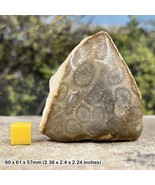 Fossil polished coral - pliocene - indonesia - $34.90