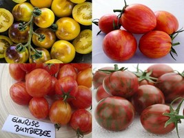 Bumblebee tomato pack - 4 VARIETY - 20+ seeds - V 110 - £3.91 GBP