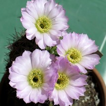 Acanthocalycium Cactus Seed Mix - 10 Exotic Varieties, Perfect for Desert Garden - £7.59 GBP