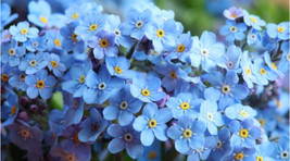 Forget Me Nots 50 Seeds Organic Heirloom Open Pollinated Usa - £7.86 GBP