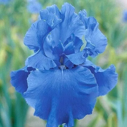 Deep Blue Iris Seeds, Heirloom Iris 25 Seeds Garden - £8.77 GBP