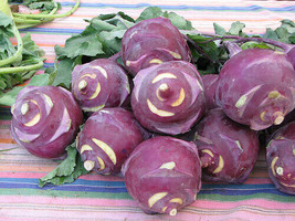 Purple Kohlrabi Seeds 2 Grams Garden Fresh USA Shipping - $15.98