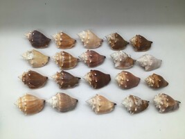 Lot of 20 Florida Fighting Conch Seashells 3 to 3.5 in Natural Beach Nau... - $24.70