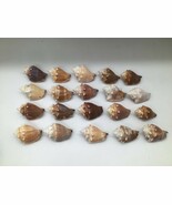 Lot of 20 Florida Fighting Conch Seashells 3 to 3.5 in Natural Beach Nau... - $451.14 MXN