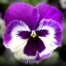 Item image 1 image 1