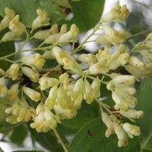 Dalbergia Latifolia Black &amp; East Indian Rosewood Kala Sheeshan 10 Seeds Usa Fast - $18.40